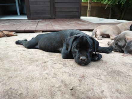 Wir suchen für unsere Mäuse ein neues Zuhause. Sie sind