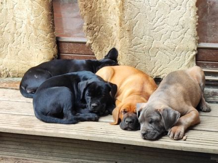 Wir suchen für unsere Mäuse ein neues Zuhause. Sie sind