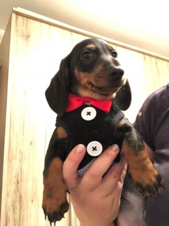 2 Dackelwelpen schwarz-braun, 3 Monate Alt suchen neues