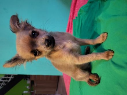 Wir verkaufen einen süßen Chihuahua Welpen. Er ist lieb