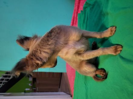 Wir verkaufen einen süßen Chihuahua Welpen. Er ist lieb