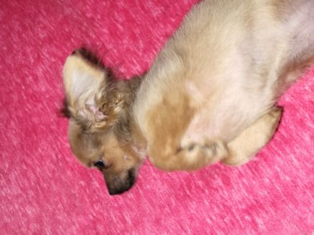 Wir verkaufen einen süßen Chihuahua Welpen. Er ist lieb