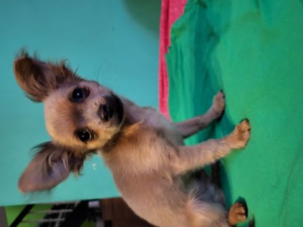 Wir verkaufen einen süßen Chihuahua Welpen. Er ist lieb