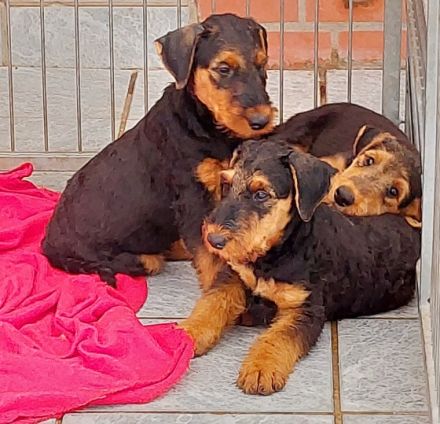 Vielversprechende Airedale Terrier Welpen ( noch 2