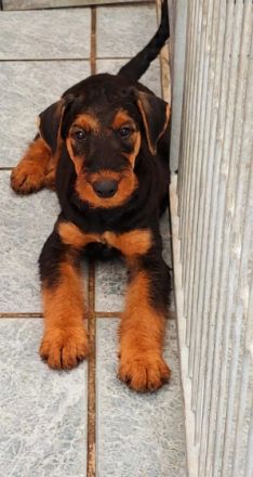 Vielversprechende Airedale Terrier Welpen ( noch 2
