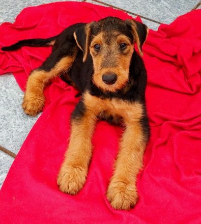 Vielversprechende Airedale Terrier Welpen ( noch 2
