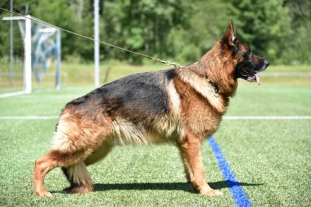 Jye vom Nordpfälzer Bergland