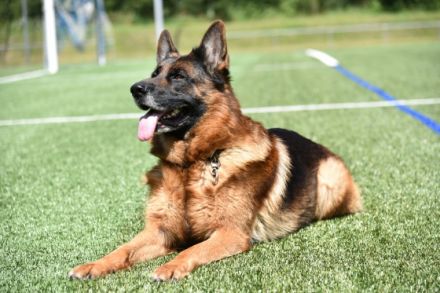 Jye vom Nordpfälzer Bergland