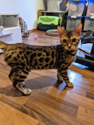 Unsere kleinen sind sehr verschmust und haben keinerlei