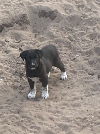 Am 21.06.2022 hat unsere Border Collie Hündin 9