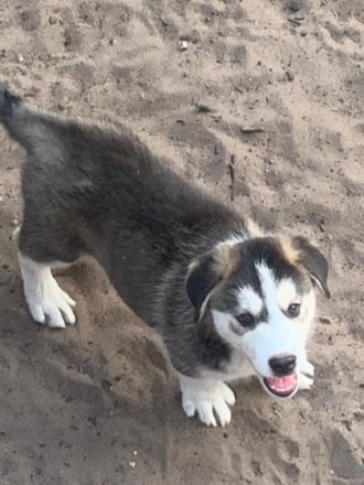 Am 21.06.2022 hat unsere Border Collie Hündin 9