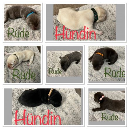 Unsere Lotty hat am 01.09.2022 8 reinrassige Welpen der