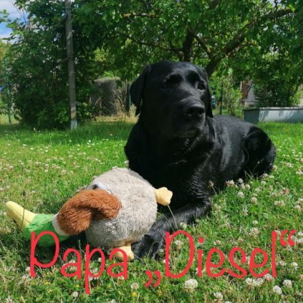 Unsere Lotty hat am 01.09.2022 8 reinrassige Welpen der