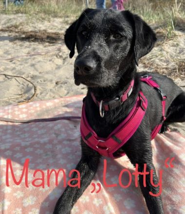 Unsere Lotty hat am 01.09.2022 8 reinrassige Welpen der