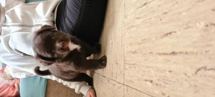 Es sind noch 3 von 4 Welpen die ein liebevolles zu