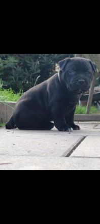 Unsere Hündin hat 8 süße Welpen bekommen. Beide