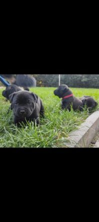 Unsere Hündin hat 8 süße Welpen bekommen. Beide