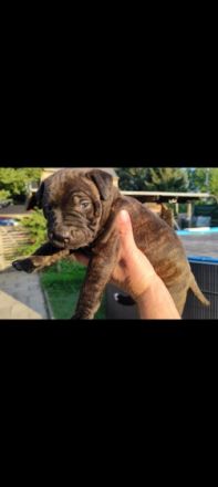 Unsere Hündin hat 8 süße Welpen bekommen. Beide