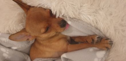 Hallo mein Name ist Teddy ich bin 1 jahr und 2 Monate