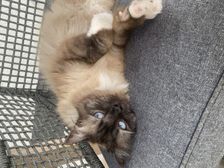 Geschlecht: männlich und weiblich Namen: Leo und Ellie