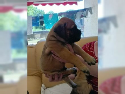 Am 09.07.2022 erblickten unsere 2 Welpen das Licht der