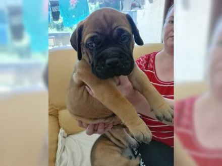 Am 09.07.2022 erblickten unsere 2 Welpen das Licht der