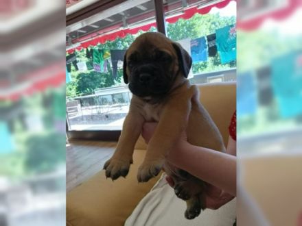 Am 09.07.2022 erblickten unsere 2 Welpen das Licht der