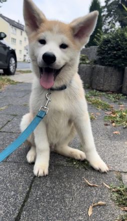 Balu (rot) und Hatchi (Türkis) sind am 29.4.22 zur Welt