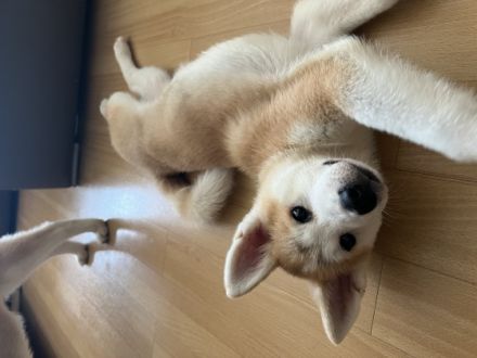 Balu (rot) und Hatchi (Türkis) sind am 29.4.22 zur Welt