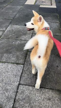 Balu (rot) und Hatchi (Türkis) sind am 29.4.22 zur Welt