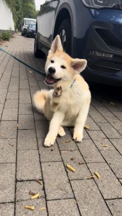 Balu (rot) und Hatchi (Türkis) sind am 29.4.22 zur Welt