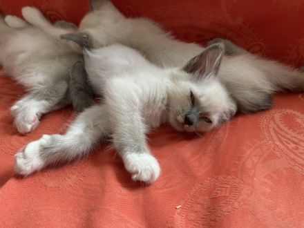 Unsere Heilige Birma / Siam Edel Mix Blue Point Katze