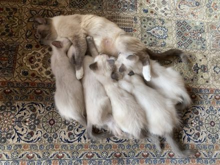 Unsere Heilige Birma / Siam Edel Mix Blue Point Katze