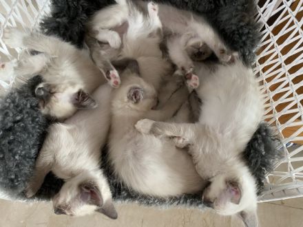 Unsere Heilige Birma / Siam Edel Mix Blue Point Katze