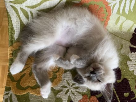 Unsere Heilige Birma / Siam Edel Mix Blue Point Katze