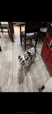 Tinka, Wir verkaufen unsere Englische Bulldogge mit