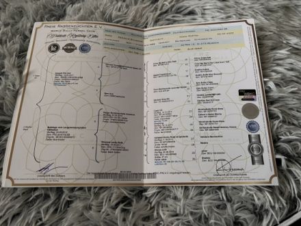 Tinka, Wir verkaufen unsere Englische Bulldogge mit