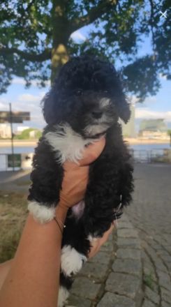 Unsere zuckersüße Maltipoo Welpen ( 1- Apricot Farbe