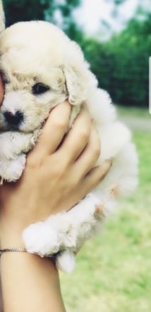 Unsere zuckersüße Maltipoo Welpen ( 1- Apricot Farbe