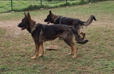 Update : Es sind noch drei Welpen ( 2 Rüden & Hündin)