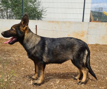 Update : Es sind noch drei Welpen ( 2 Rüden & Hündin)