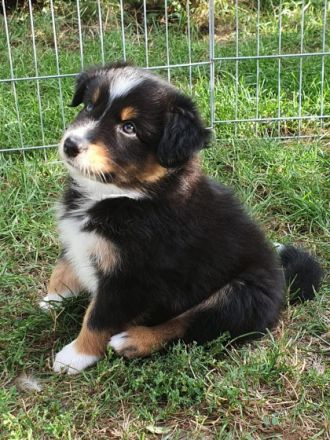 Wir sind eine kleine aber sehr feine Hobbyzucht, die