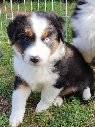 Wir sind eine kleine aber sehr feine Hobbyzucht, die