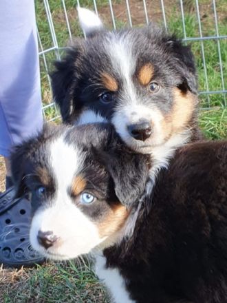 Wir sind eine kleine aber sehr feine Hobbyzucht, die