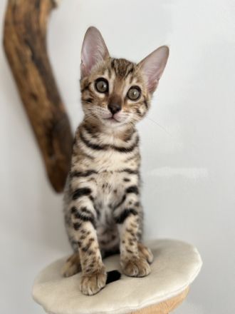 Unsere Katze Sessomara hat am 03.07.2022 4 wunderschöne