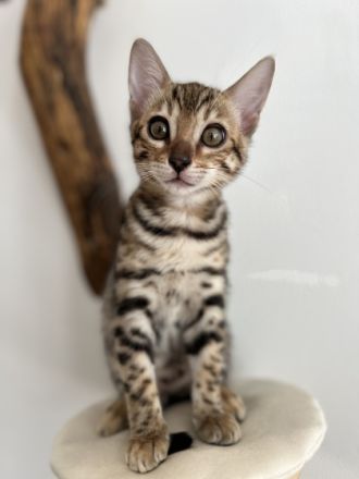 Unsere Katze Sessomara hat am 03.07.2022 4 wunderschöne