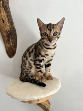 Unsere Katze Sessomara hat am 03.07.2022 4 wunderschöne