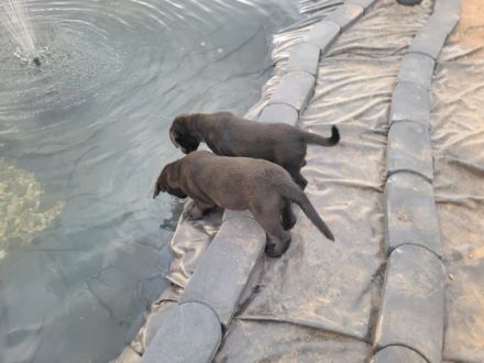 Wir zwei zuckersüßen Hündinnen suchen noch ein