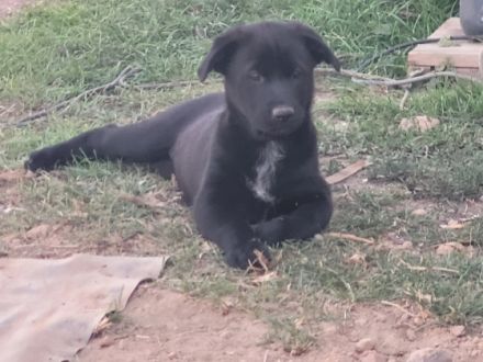 Wir zwei zuckersüßen Hündinnen suchen noch ein