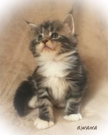 Typvolles Main Coon Mädchen mit Stammbaum in der Farbe